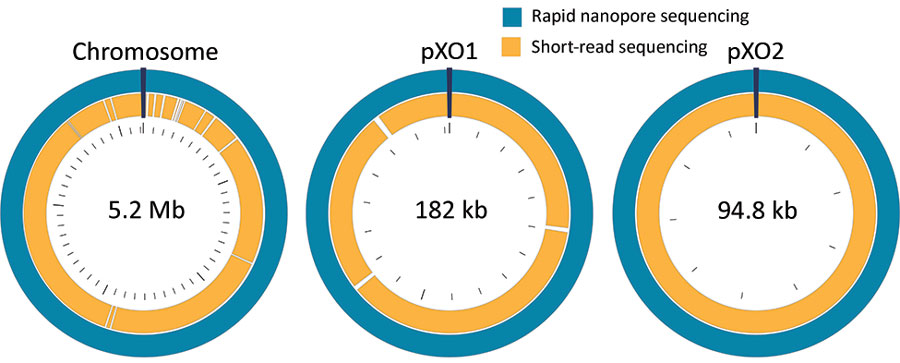 Circular maps of the whole-genome–sequenced Bacillus anthracis Ba0914 chromosome and 2 plasmids, pXO1 and pXO2, assembled by using rapid nanopore sequencing and short-read sequencing.