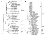 Thumbnail of Evolution of nucleotide sequences of the large and medium gene segments of WUXV, a new phlebovirus isolated in China. A) Phylogenetic analysis of nucleotide sequences and molecular genetic evolution analysis of the large gene of WUXV isolate SXWX1813-2 (black dot), and reference isolates. B) Phylogenetic analysis of nucleotide sequences and molecular evolution analyses of the medium genes of 17 WUXV isolates, and reference isolates. MEGA 6.0 (https://www.megasoftware.net) and the ne