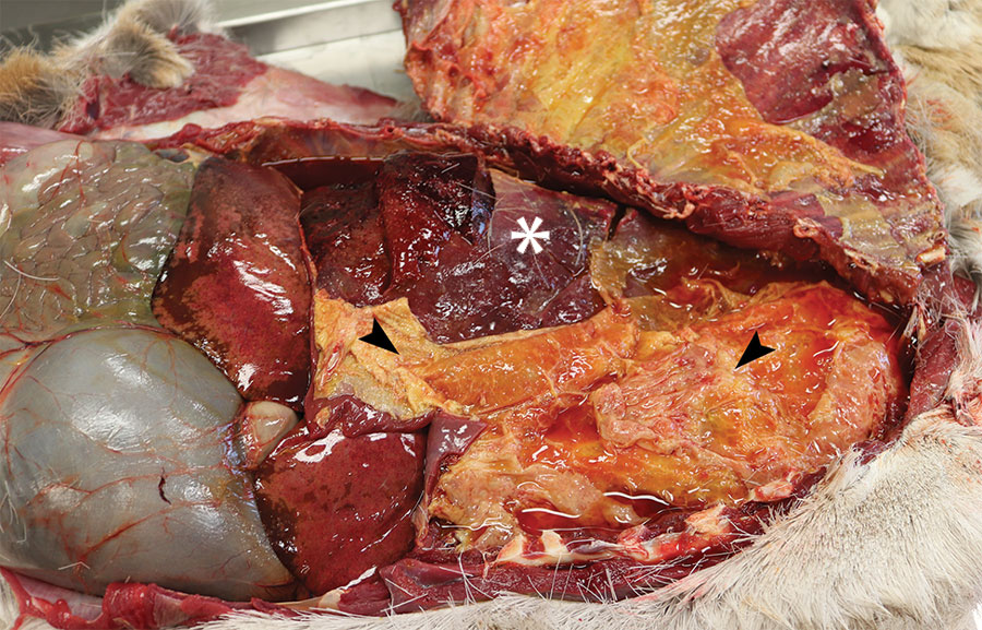 Free-ranging pronghorn infected with Mycoplasma bovis with severe fibrinous pleuropneumonia, Wyoming, USA, February–April 2019. Open thoracic cavity with ribs reflected reveals abundant fibrin on the visceral pleura (arrowhead) and consolidated lungs (asterisk).