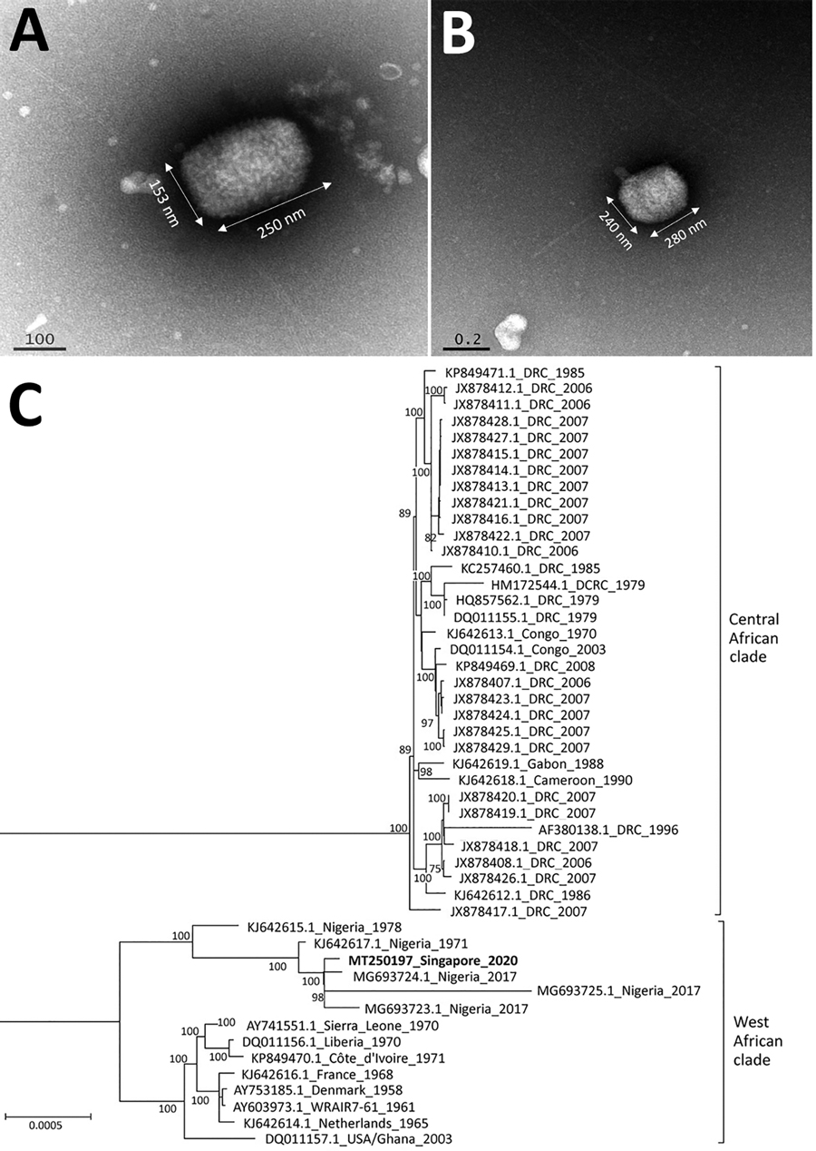 Transmission electron microscopy and maximum-likelihood phylogenetic tree of monkeypox virus in 38-year-old man, Singapore, 2019. A, B) Multiple brick-shaped particles, ranging from 230–290 nm by 130–240 nm, were observed from vesicle fluid under transmission electron microscopy. Tubular structures were observed with phosphotungstic acid stain (A), and a central ring-like depression was observed with gadolinium acetate stain (B). C) Phylogeny of monkeypox sequences, with the patient’s monkeypox 