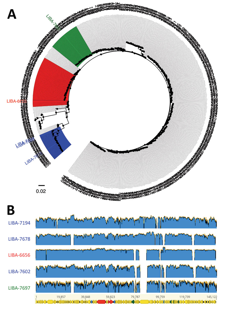 Multilocus sequence typing–based classification (A) and diversity of extrachromosomal circular sequences (B) of Clostridioides difficile strains with plasmid-encoded toxins. A) FastTree (http://www.microbesonline.org/fasttree) phylogenic tree derived from a MUSCLE (http://www.drive5.com/muscle) alignment of concatenated multilocus sequence typing alleles from all C. difficile sequence types deposited in the PubMLST database (https://pubmlst.org). Tip labels represent sequence types or strain nam