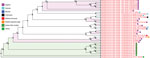 Thumbnail of Phylogenetic tree (all-shared proteins) of Streptococcus equi subspecies zooepidemicus whole-genome sequences obtained from outbreak in pigs from Canada (blue blocks, PRJNA578379), compared with previously characterized genome sequences from GenBank (n = 28). Tree inferred using BLAST (https://blast.ncbi.nlm.nih.gov), followed by FastTree within the PATRIC package (5). Support values shown indicate the number of times a particular branch was observed in the support trees using gene-