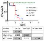 Thumbnail of Kaplan–Meier survival curves of mice intraperitoneally challenged with Klebsiella pneumoniae strains Kpn154 and Kpn2166 from 2 patients in France, virulent strain NTUH-K2044, and nonvirulent ATCC 13883 strain, as previously described (10). Mice were injected with 103 CFUs and monitored for 96 h. p values were calculated from the Mantel-Cox log rank test for survival curve comparison. Gray shading indicates significant values. ATCC, American Type Culture Collection. 
