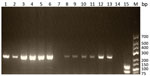 Thumbnail of Gel electrophoresis (2% agarose) of products of Trichinella multiplex PCR using samples from patients in Cambodia. Lanes 1–6, patients 1–6: samples were extracted from muscle tissue and show the 240-bp band typical for Trichinella papuae nematodes. Lane 7, patient 7: sample was extracted from muscle tissue and showed no band. Lanes 8–13, patients 8–13: samples were extracted from larvae and show the 240-bp band typical for T. papuae nematodes. Lane 14, negative control; lane 15, pos