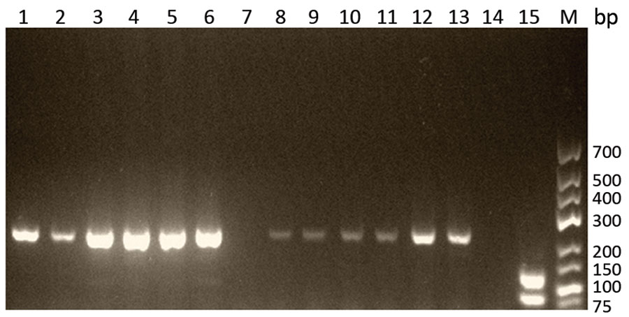 Gel electrophoresis (2% agarose) of products of Trichinella multiplex PCR using samples from patients in Cambodia. Lanes 1–6, patients 1–6: samples were extracted from muscle tissue and show the 240-bp band typical for Trichinella papuae nematodes. Lane 7, patient 7: sample was extracted from muscle tissue and showed no band. Lanes 8–13, patients 8–13: samples were extracted from larvae and show the 240-bp band typical for T. papuae nematodes. Lane 14, negative control; lane 15, positive control