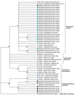 Thumbnail of Phylogenetic tree of internal transcribed spacers sequences of fungal isolates from patients with chromoblastomycosis, Madagascar. Tree was constructed by using MEGA7.0 software (https://www.megasoftware.net) and applying the maximum-likelihood method based on the Kimura 2-parameter model (100 bootstrap replicates). Numbers along branches are bootstrap values. GenBank accession numbers are provided. Detailed information for strains is available (Appendix Table). Sporpthrix schenckii