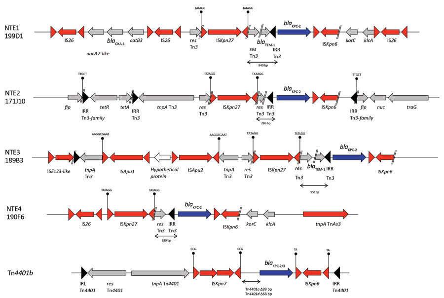 Analysis of genetic context of blaKPC genes in Klebsiella pneumoniae carbapenemase–producing K. pneumoniae isolates, France, 2018. Different isoforms of NTE and Tn4401 are represented. Inverted repeat sequences are indicated by triangles. Direct repeats are indicated by vertical lines. Genes are represented by arrows. NTE, non-Tn4401 element.