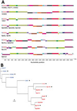 Genomic analyses of Bordetella pertussis isolates from the Czech Republic. A) Genome alignment of historic and recent isolates showing large-scale genome rearrangements. Homologous gene blocks are denoted by the same color. B) Maximum-likelihood phylogenetic tree based on genomic organization of historic (blue) and recent (red) isolates. Asterisk (*) indicates strains selected for transcriptomic and proteomic analyses. Scale bar indicates nucleotide substitutions per site. kbp, kilobasepairs.