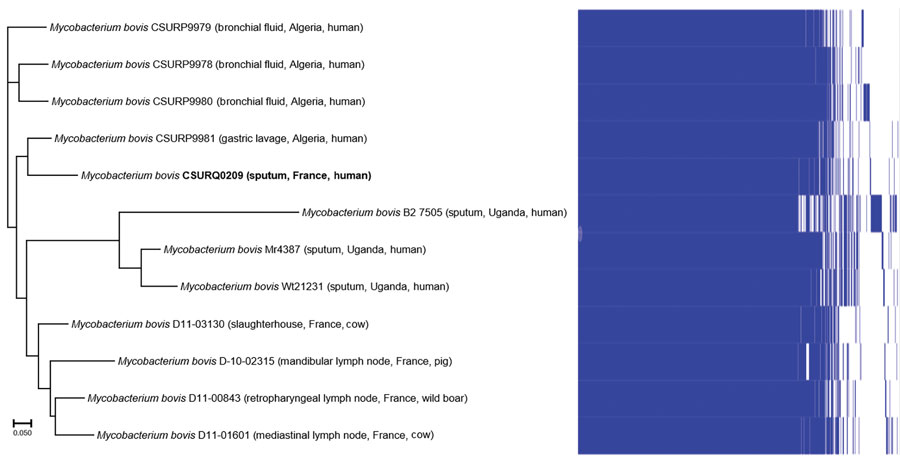 Pangenome tree of Mycobacterium bovis from a patient in France (bold; GenBank accession no. CSURQ0209) with 11 reference Mycobacterium bovis strains isolated from different regions and hosts. The patient had visited her home country, Tunisia, where she participated in the ritual slaughter of a sheep. Scale bar represents 5% sequence divergence.