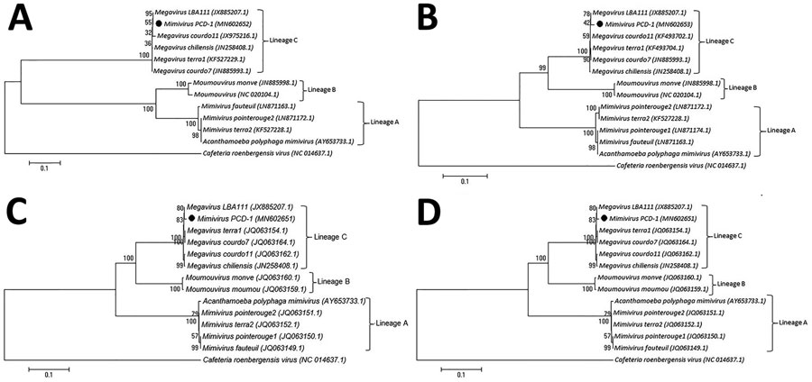 Neighbor-joining tree based on nucleotide acid sequences of mimivirus from a patient in Tehran, Iran (black circles), and reference sequences. A) The major capsid protein. B) The VV A18 helicase. C) The family B DNA polymerase. D) The D5-ATPase-helicase genes. Numbers indicate bootstrap values. Scale bar indicates substitutions per nucleotide position.