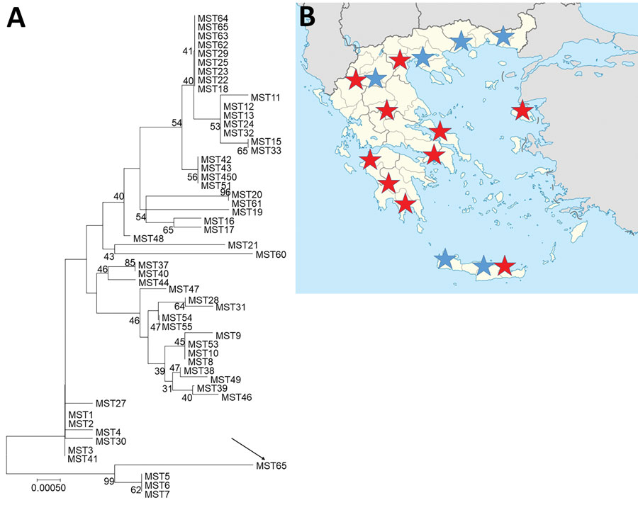 Investigation of Q fever endocarditis, Greece. A) Neighbor-joining tree of Coxiella burnetii genotypes determined by multispacer sequence typing. Analysis was performed by using MEGA version 7 software (https://www.megasoftware.net) and the neighbor-joining method (maximum composite likelihood method) with 1,000 replicates. Numbers along branches are bootstrap values. Arrow indicates new genotype from Greece. Scale bar indicates nucleotide substitutions per site. B) Seroepidemiologic evidence of