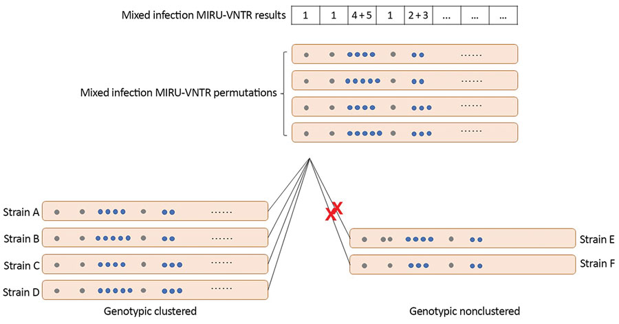 Mixed-strain infection MIRU-VNTR permutations and genotype cluster/noncluster examples of Mycobacterium tuberculosis (the Kopanyo Study), Botswana, 2012–2016. On the basis of mixed-strain MIRU-VNTR patterns, all possible permutations at each of multiple allele loci were considered. The MIRU-VNTR result of each strain in a possible permutation set was compared with that of all strains identified in the study. Assuming numbers of tandem repeats at other 19 loci are identical, 4 genomes (strains A–