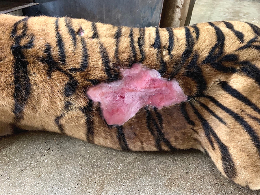 Large nonhealing laceration, attributable to Leishmania infantum infection, extending from the left loin region to the left thoracic region of a tiger, southern Italy. 