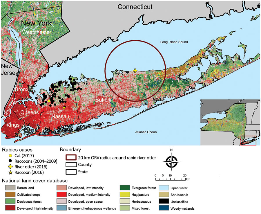 Locations of rabid raccoon, river otter, and cat in raccoon rabies virus–free zone, Nassau and Suffolk Counties, Long Island, New York, USA, 2016–2017. Locations of rabid raccoons found in these counties before they became raccoon rabies virus free are also indicated. The 20-km radius originally proposed for the distribution of ORV if rabies virus had become reestablished in raccoon rabies virus–free zone is indicated. Inset indicates location of Long Island in New York. ORV, oral rabies vaccine