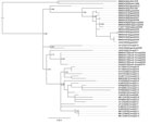 Thumbnail of Phylogeny of HAdV-55 based on whole-genome sequences for study of virus distribution, regional persistence, and genetic variability. The phylogenetic tree was generated using the maximum-likelihood method with subtree pruning and regrafting and nearest-neighbor interchange tree search and the Shimodiara-Hasegawa approximate likelihood ratio test for node confidence values. Node confidence values were estimated using approximate likelihood ratio test and the tree was rooted on a HAdV