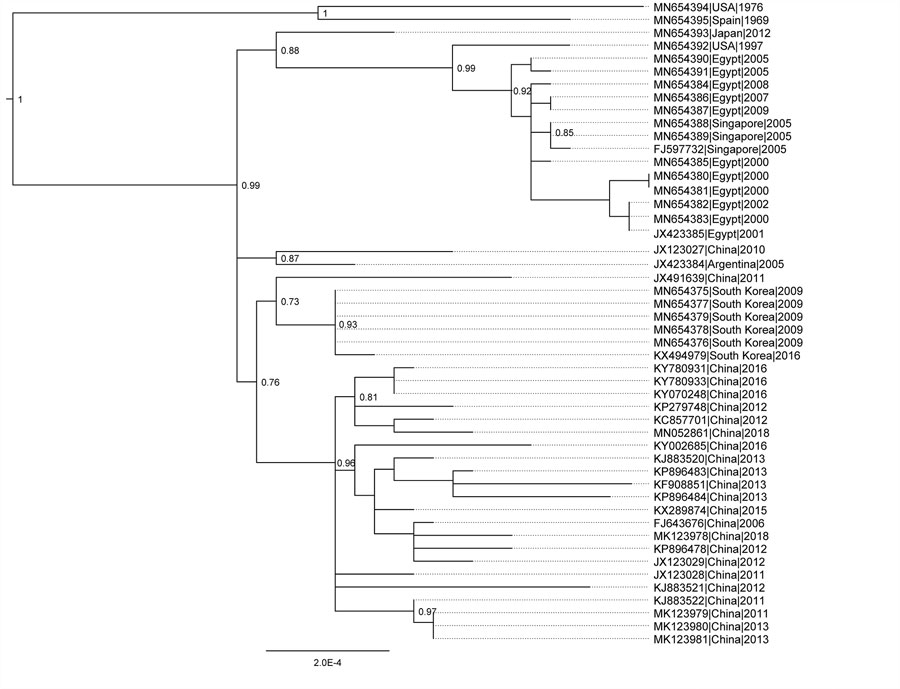 Phylogeny of HAdV-55 based on whole-genome sequences for study of virus distribution, regional persistence, and genetic variability. The phylogenetic tree was generated using the maximum-likelihood method with subtree pruning and regrafting and nearest-neighbor interchange tree search and the Shimodiara-Hasegawa approximate likelihood ratio test for node confidence values. Node confidence values were estimated using approximate likelihood ratio test and the tree was rooted on a HAdV-14 clade as 