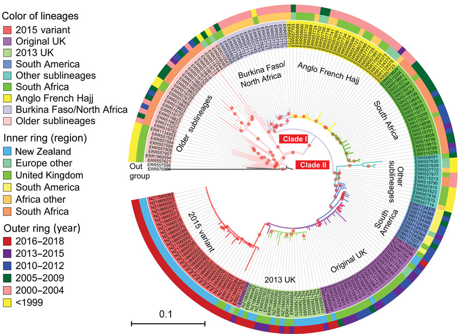 Phylogenetic position of New Zealand group W clonal complex 11 (W:CC11) Neisseria meningitidis isolates within the global W:CC11 major lineages. Maximum-likelihood phylogeny was generated by RAxML version 8.2.12 (33) on the basis of the core single-nucleotide polymorphism alignment of 198 W:CC11 isolates. Branches with a bootstrap (200 replications) value >90% are indicated with a red dot. Excluding the basal older sublineages, all other isolates form 2 strongly supported clades marked as clade I and clade II, which correspond to the Hajj strain sublineage and the South America strain sublineage. All the major defined lineages of W:CC11 are marked and indicated by consistent background color of isolate’s identification number and branches. The inner ring and outer ring designate the region and year of isolation for each isolate. Scale bar indicates average number of substitutions per site.