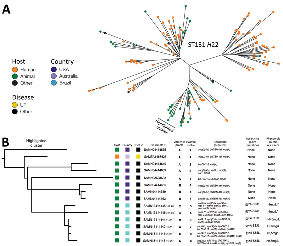 Phylogenetic analysis of Escherichia coli ST131-H22 isolates from poultry in Brazil and reference sequences. A) Unrooted phylogeny of 146 E. coli ST131-H22 isolates based on core genome single-nucleotide polymorphisms with the host origin outlined. The cluster containing closely related isolates to the 6 isolates from Brazil is highlighted. B) Rooted phylogeny of closely related isolates from retail meat with APEC and a human isolate with our 6 APEC isolates. The highlighted cluster include a pa