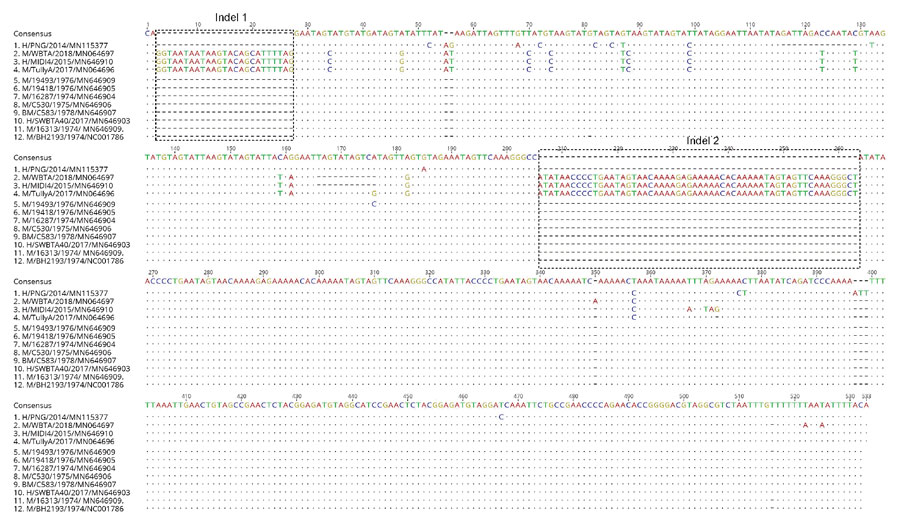 Nucleotide alignment of 3′ untranslated region sequences of Barmah Forest virus strains from Australia with that of the prototype BH2193 strain using muscle alignment method in Geneious version 11.2 (https://www.geneious.com). The dots indicate the consensus sequence of Barmah Forest virus strains, whereas letters in individual sequences indicate nucleotide substitutions. Dashes indicate insertions/deletions. The naming convention of the strains is name of host/strain/year of isolation/GenBank accession number. H, humans; M, mosquitoes; BM, biting midges. 