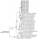 Thumbnail of Phylogenetic tree of open reading frame 1 of HEV RNA sequences from 11 camel calves (bold), United Arab Emirates, and other Orthohepevirus A genotype 7 sequences available in GenBank as of May 1, 2019. The tree was calculated by using MrBayes (http://mrbayes.sourceforge.net) and a generalized time reversible substitution model. One million generations were sampled every 500 steps, and 20% of trees were discarded as burn-in. Bold indicates sequences obtained during this study. An Ort
