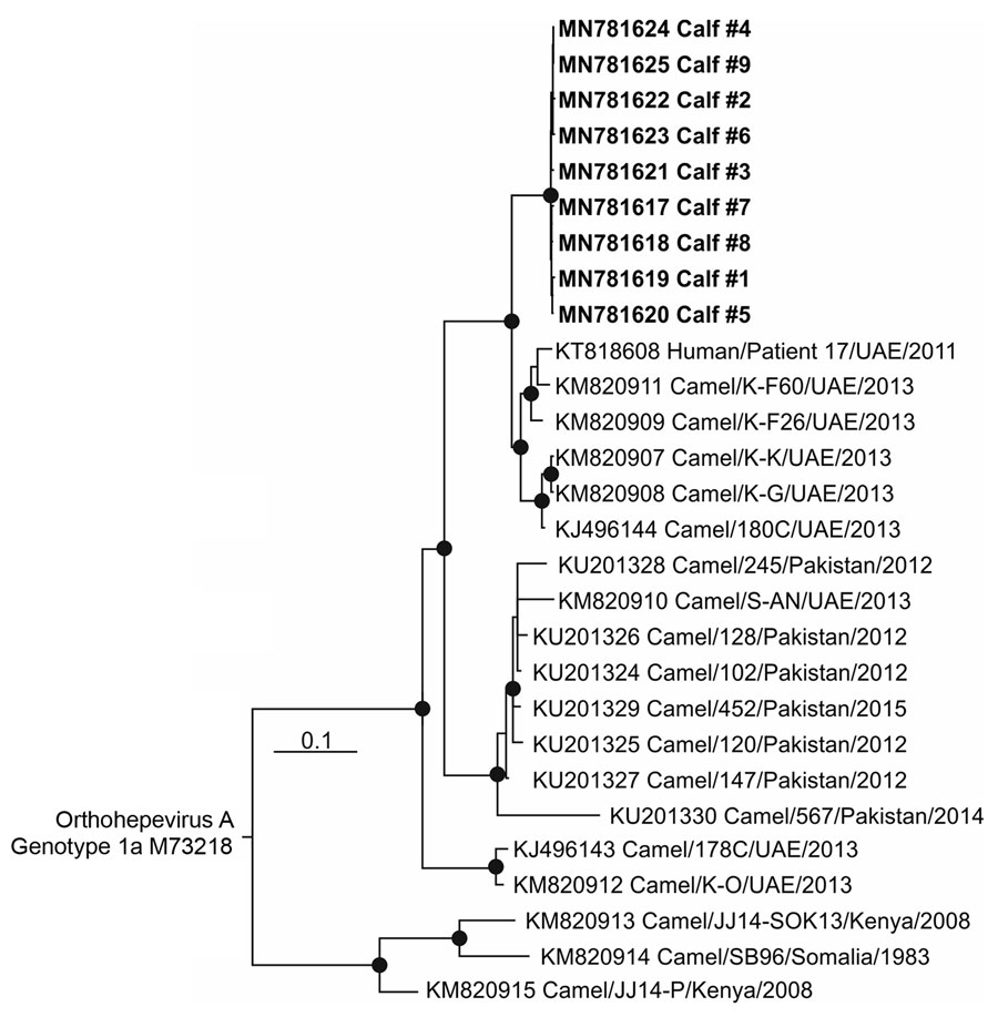 Phylogenetic tree of open reading frame 1 of HEV RNA sequences from 11 camel calves (bold), United Arab Emirates, and other Orthohepevirus A genotype 7 sequences available in GenBank as of May 1, 2019. The tree was calculated by using MrBayes (http://mrbayes.sourceforge.net) and a generalized time reversible substitution model. One million generations were sampled every 500 steps, and 20% of trees were discarded as burn-in. Bold indicates sequences obtained during this study. An Orthohepevirus A