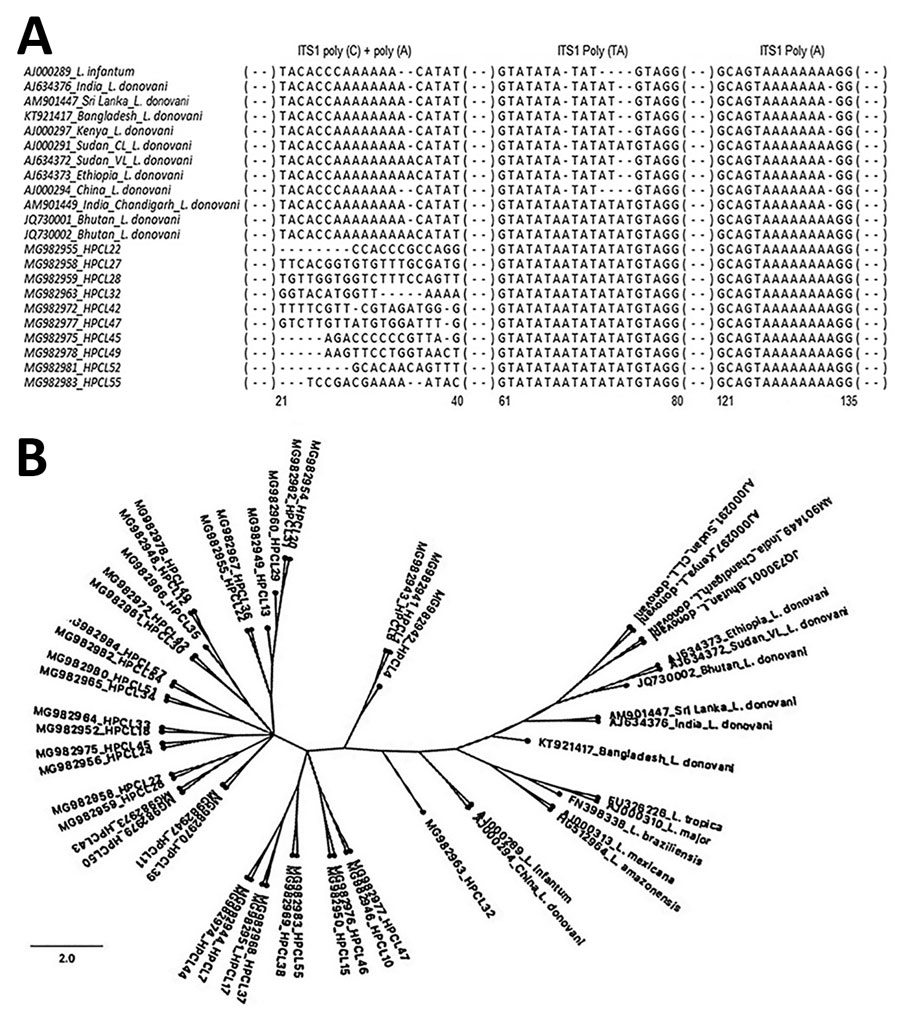 ITS1-based molecular analysis of clinical isolates from cutaneous leishmaniasis (CL) patients, Himachal Pradesh, India, 2014–2018. A) Multiple sequence alignment of ITS1 microsatellite repeat sequences of representative parasite isolates from CL patients with those of L. donovani complex reference strains from different geographic regions. Sequences were aligned by using BioEdit sequence alignment program (https://bioedit.software.informer.com/7.2). B) Phylogenetic tree of ITS1 sequences from CL