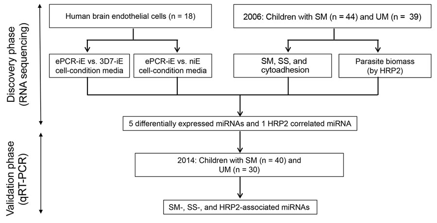 Schematic representation of study design to identify miRNA-based biomarkers of SM among children with malaria, Mozambique. ePCR, endothelial protein-C receptor (a binding Plasmodium falciparum strain-FCR3); HRP2, histidine-rich protein 2;  iE, infected erythrocyte; miRNA, microRNA; niE, noninfected erythrocyte; SM, severe malaria; SS, severity symptoms; UM, uncomplicated malaria; 3D7, a nonbinding P. falciparum strain.