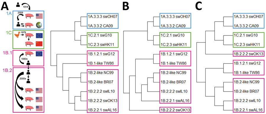 Epidemiologic, phylogenetic, and antigenic relationship between influenza A test viruses from classical swine lineage 1A, human seasonal lineage 1B, and Eurasian avian lineage 1C. A) Schematic representation of the H1 IAV epidemiology and maximum-likelihood neighbor-joining phylogenetic tree of the HA1 of representative test viruses. B) Antigenic dendrogram based on antigenic distances in cross-hemagglutination inhibition assays. C) Antigenic dendrogram based on antigenic distances in cross-viru