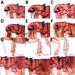 Thumbnail of Morphologic characteristics of fleas collected from dogs and cats in study of ectoparasites and vectorborne zoonotic pathogens of dogs and cats in Asia, 2017–2018. A) Ctenocephalides felis male flea head; B) C. felis female flea head showing acute anterior margin; C) C. canis male flea; D) Ctenocephalides orientis male flea; E) C. orientis female flea; F) Xenopsylla cheopis male flea with strongly rounded anterior margin and absence of ctenidia; G) C. felis flea with 6 setae-bearing