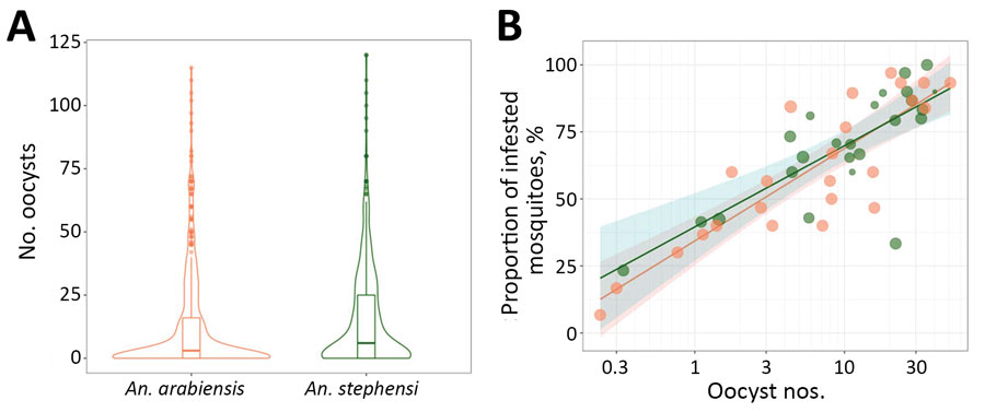 Comparison of relative oocyst numbers and infection rate for Anopheles stephensi and An. arabiensis mosquitoes in paired feeding experiments in study of An. stephensi mosquitoes as vectors of Plasmodium vivax and falciparum, Horn of Africa, 2019. Number of oocysts per infected midgut for individual mosquitoes of each of the 2 species. A) Violin plot showing estimated kernel density. Horizontal lines indicate median; box indicates interquartile range; and spikes indicate upper and lower adjacent values. The proportion of midguts with detectable oocysts (y-axis) is indicated in association with log10 transformed oocyst numbers (x-axis) for An. stephensi (green dots) and An. arabiensis (orange dots) mosquitoes. B) Data for 24 feeding experiments in which 723 An. arabiensis and 643 An. stephensi mosquitoes were dissected.  Shaded area indicates 95% CI around estimates for An. stephensi (green) and An. arabiensis (orange) mosquitoes. 