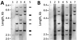 Alteration of ribotyping patterns by genomic DNA modification of Corynebacterium ulcerans strains 0102, 0211, and FH2016–1, Japan, 2001–2016. Ribotyping was performed as described previously (4,11). HindIII-digested, digoxigenin-labeled λ phage DNA segments were used as length markers. A) Conventional ribotyping patterns of strains 0102, 0211, and FH2016-1. 1, λHindIII; 2, 0102; 3, 0211; 4, FH2016-1; 5, Pattern predicted by in silico typing. B) Ribotyping patterns of genomic DNA and whole-genome amplified DNA as substrates. 1, λHindIII; 2, 0102 WGA; 3, 0102 native; 4, 0211 WGA; 5, 0211 native; 6, FH2016-1 WGA; 7, FH2016-1 native. The label “WGA” indicates whole-genome amplified DNA as a substrate; “native” indicates genomic DNA. WGA (unmodified) DNA of the 3 strains show identical patterns. The pattern matches that of native 0211 (unmodified genomic DNA). In contrast, native FH2016-1 and 0102 are modified and show different patterns from their WGA counterparts.