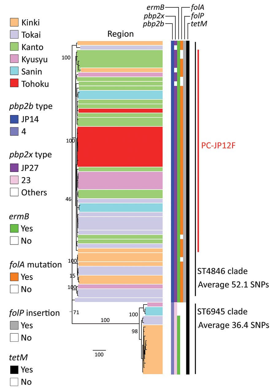 Recombination-free maximum-likelihood tree of Streptococcus pneumoniae serotype 12F-CC4846 isolates in Japan, created by using Gubbins (27). Two clusters were generated: 1 comprised only sequence type (ST) 4846 isolates and the other comprised only ST6945 isolates. All isolates had pbp1a-13. The pbp2x type “others” included pbp2x-JP23, pbp2x-JP58, and pbp2x-JP59. The geographic locations of the described regions in this figure are shown in the Appendix. The numbers on the branches indicate bootstrap values. SNP, single-nucleotide polymorphism; ST, sequence type.