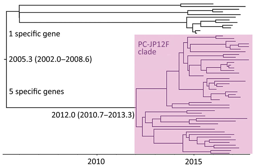 Maximum-clade credibility tree of Streptococcus pneumoniae sequence type (ST) 4846 clade isolates. The times of the most recent common ancestor are shown on the tree with 95% highest posterior density. This clade appeared to diversify in »2005, and the tree included 1 major clade, the PC-JP12F clade (pink shading), whose time of most recent common ancestor was »2012.0.