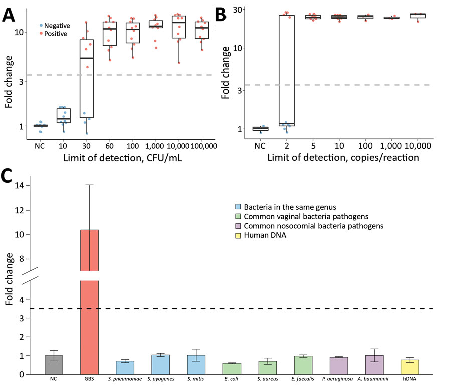 Analytical assessment of the sensitivity and specificity of CRISPR-based diagnostic for rapid GBS screening. Evaluation was performed by testing contrived negative swab samples with indicated CFUs of GBS (A), different copy numbers of GBS genomic DNA (B), and various microbes as interfering materials (C). GBS, group B Streptococcus. A. baumannii, Acinetobacter baumannii; E. coli, Escherichia coli; E. faecalis, Enterococcus faecalis; hDNA, human DNA; P.aeruginosa, Pseudomonas aeruginosa; S. aureus, Staphylococcus aureus; S. mitis, Streptococcus mitis; S. pneumoniae, Streptococcus pneumoniae; S. pyogenes, Streptococcus pyogenes. 
