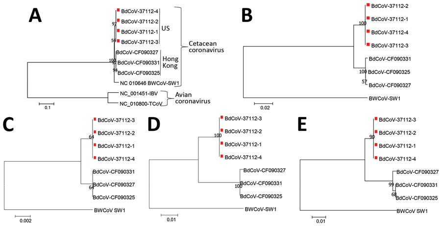 Phylogenetic analysis of A) complete genome, B) spike C) envelope, D) matrix, and E) nonstructural protein 5a genes of gammacoronaviruses, including 4 US BdCoVs, 37112–1 to −4 (GenBank accession nos. MN690608–MN690611, indicated with red squares); 3 Hong Kong BdCoVs (accession nos.: CF090327, KF793825; CF090331, KF793826; CF090325, KF793824); and 1 BWCoV (SW1, accession no. NC_010646). Numbers along branches are bootstrap values. Scale bars indicate nucleotide substitutions per site. BdCoV, bott