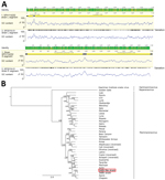 Thumbnail of Genomic and phylogenetic analysis of SABV-like mammarenavirus (SP2019-01) from a patient with fatal hemorrhagic fever, Brazil, 2020. A) Genome plots comparing strain SP2019-01 with SABV strain SPH114202, showing identity throughout the genome and variant sites (black lines). B) Maximum-likelihood tree of SP2019-01 (red box) based on the alignment of arenavirus sequences. Tree was rooted in the Haartman Institute virus isolate sequence, and bootstrap values are shown next to the bran