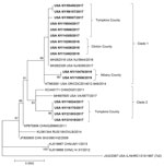 Thumbnail of Maximum-likelihood tree showing the phylogenetic relationships of human adenovirus genome type 7d isolates from New York, USA (bold), and reference sequences obtained from GenBank. Accession numbers for reference strains are provided next to the strain designation, country, and year of isolation. Strain USA IL/NHRC1315/1997 of genomic variant 7d2 was included in the analysis as a representative of genome types circulating in the United States before 2013. Nodes with bootstrap values