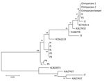 Thumbnail of Phylogenetic tree of human metapneumovirus fusion protein gene fragments (518 bp) from chimpanzees and a keeper in a zoo, Slovenia, compared with randomly selected sequences from other patients with human metapneumovirus infections. Fusion protein gene fragments were inferred by using the maximum-likelihood method under a Tamura–Nei substitution model. I indicates sequences obtained from patients hospitalized at the Infectious Disease Department, University Medical Centre, Ljubljana