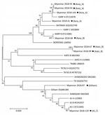 Thumbnail of Phylogenetic tree constructed on the basis of Orientia tsutsugamushi tsa56 gene sequences for scrub typhus patients in Myanmar (black dots) and reference sequences. The tree was constructed using the maximum likelihood method with MEGA7 (http://www.megasoftware.net). The tsa56 gene sequences identified in this study are indicated by black circles and compared with 17 representative genotype sequences reported by a previous study (1). The percentage of replicate trees in which the as