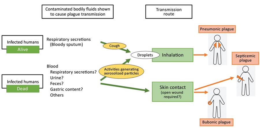 Summary of the transmission routes described in study on plague transmission from human corpses.