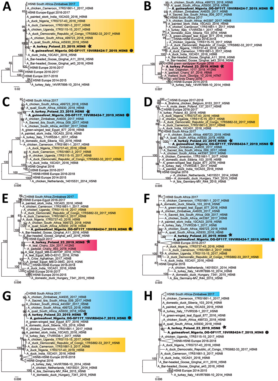 Maximum-likelihood phylogenetic trees of avian influenza A (H5N8) viruses identified in Poland and Nigeria, 2019. A) Polymerase basic protein 2, C) polymerase basic protein 1, C) polymerase acidic protein, D) hemagglutinin, E) nucleoprotein, F) neuraminidase, G) matrix protein, H) nonstructural protein. H5N8 viruses detected in Poland and Nigeria in 2019 are indicated in bold, A/turkey/Poland/23/2019(H5N8) is indicated by a black star, and A/guinea_fowl/Nigeria/OG-GF11T_19VIR8424–7/2019(H5N8) is