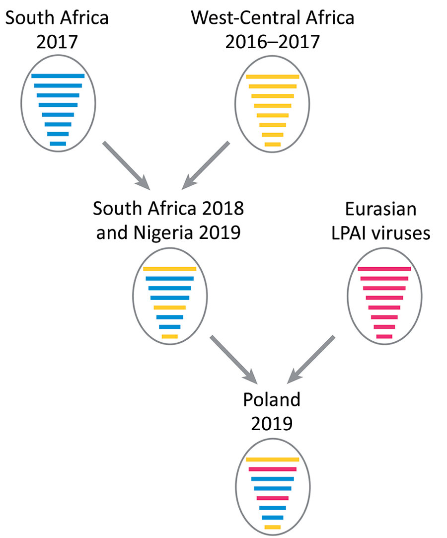 Reassortment events between highly pathogenic avian influenza virus H5N8 viruses from South Africa (2017), HPAI H5N8 viruses from West-Central Africa (2017); and LPAI viruses from Eurasia giving rise to A/guinea_fowl/Nigeria/OG-GF11T_19VIR8424–7/2019(H5N8) (Nigeria 2019) and A/turkey/Poland/23/2019(H5N8) (Poland 2019). Each gene segment is represented by a bar of different length, from top to bottom: polymerase basic protein 2 (PB2), polymerase basic protein 1 (PB1), polymerase acidic protein (P