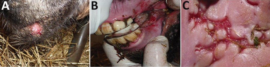 Foals with herpesviral infection, part of an outbreak of ulcerative stomatitis in a donkey dairy herd, Bari, Italy. Ulcerative lesions were observed on the lips (A), oral mucosa (B), and tongue (C). 