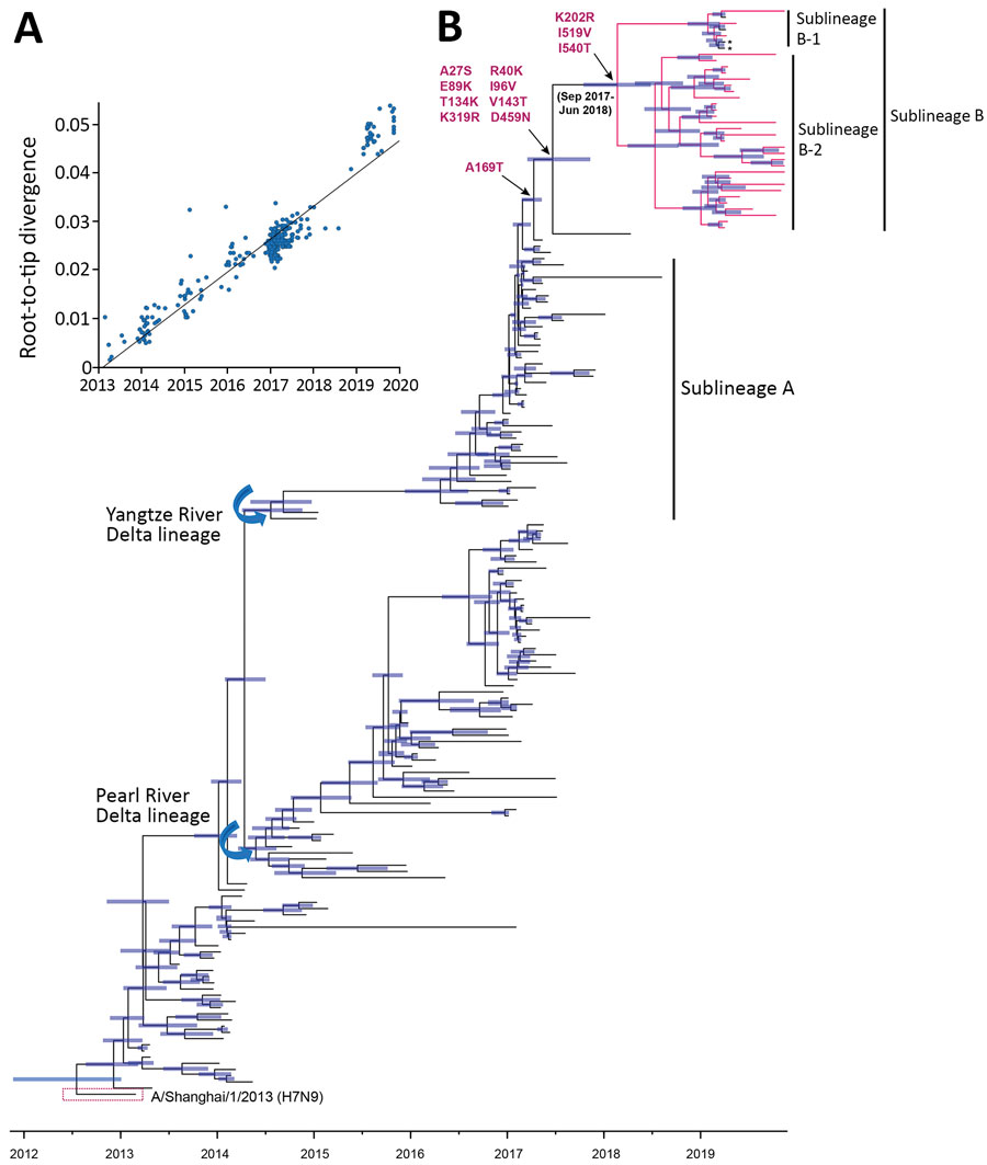 Time-scaled evolution of influenza A(H7N9) viruses, China. A) Analysis of root-to-tip divergence against sampling date for the hemagglutinin gene segment (n = 189). B) Maximum clade credibility tree of the hemagglutinin sequence of H7N9 viruses sampled in China (n = 189); the H7N9 viruses collected in this study are highlight in red. Asterisk indicates viruses from a human with H7N9 infection within sublineage B during March 2019. Shaded bars represent the 95% highest probability distribution fo