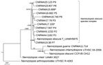 Thumbnail of Maximum-likelihood tree obtained from combined large subunit ribosomal DNA, actin, and internal transcribed spacer 2 sequence data obtained from genomic analysis of Nannizziopsis obscura isolates from 9 patients from West Africa, France, 2004–2020, and reference sequences. Neighbor-joining bootstrap values or maximum-likelihood values are indicated on the branches. Support branch values &lt;70% are not shown. Culture collection numbers appear next to sequences retrieved from GenBank