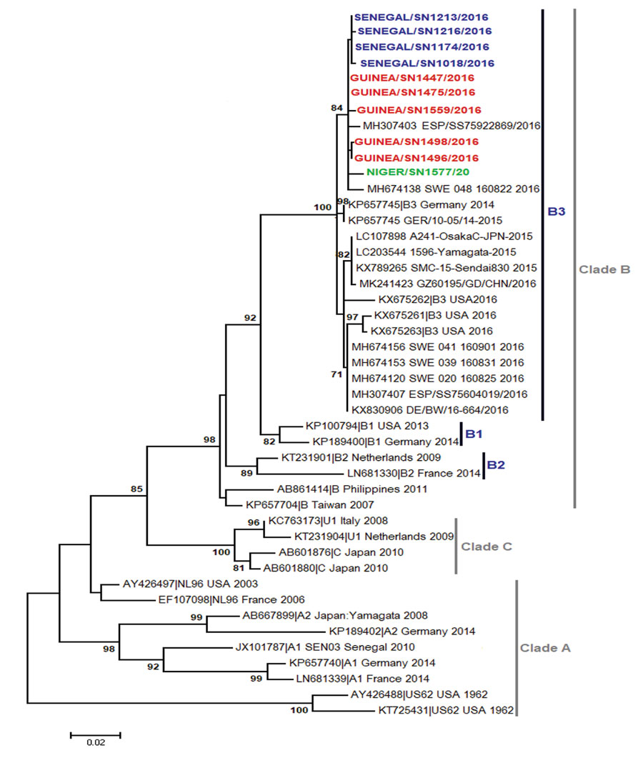 Phylogenetic relationships among EV-D68 strains detected in Guinea (red), Niger (green), and Senegal (blue), June–September 2016. We used the maximum-likelihood method based on the Tamura-Nei model method in MEGA7 (http://www.megasoftware.net) to generate the phylogenetic tree constructed on the viral protein 1 region of EV-D68 strains. Sequences are identified by GenBank accession number, country, and period of detection. The phylogenetic tree is rooted by the oldest EV-D68 sequence in GenBank,