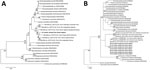 Thumbnail of Molecular phylogeny of the mitochondrial markers in a study of Bertiella tapeworms in children in Sri Lanka. Bold text indicates B. studeri samples from Sri Lanka. A) Maximum-likelihood tree containing 25 taxa constructed by the analysis of partial NAD1 sequence alignment. B) Maximum-likelihood tree containing 37 taxa was constructed by the analysis of partial COX1sequence alignment. Numbers above the nodes indicate the percentages of 1,000 nonparametric bootstrap pseudoreplicates (