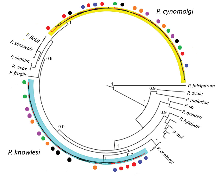 Maximum clade credibility tree for Plasmodium cytochrome c oxidase subunit 1 (COXI) sequences from samples from patients admitted to Kapit Hospital with malaria during June 24, 2013–December 31, 2017, Malaysian Borneo. Tree was generated by using strict clock model and Bayesian skyline coalescent tree prior. Circles indicate COXI sequences derived from patients: red indicates patient KT46; black indicates patient K07; orange indicates patient K199; purple indicates patient K221; blue indicates p