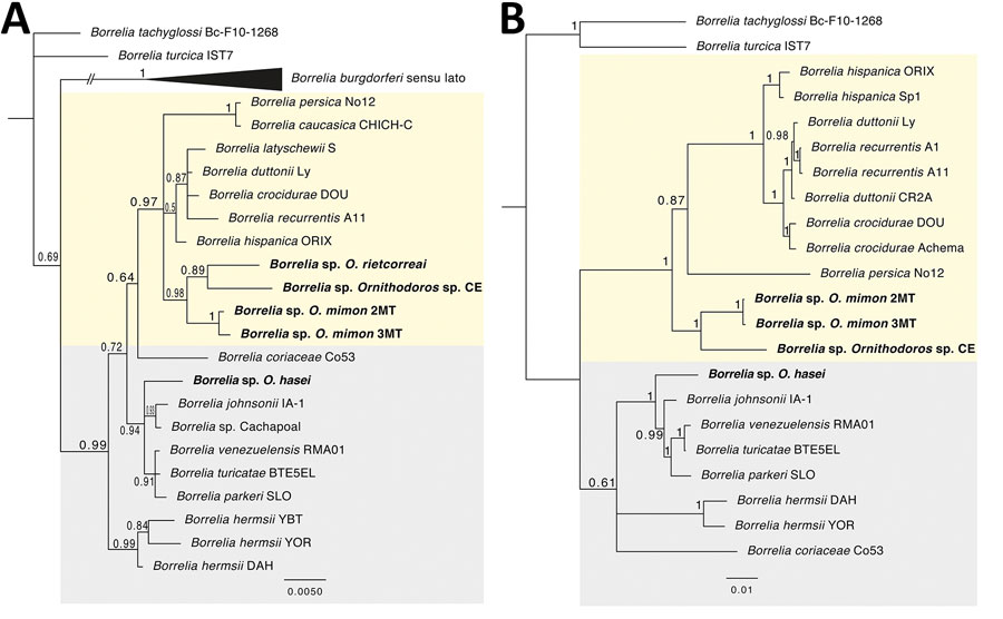 Bayesian phylogenetic trees inferred for the Borrelia spp. characterized in study of relapsing fever group borreliae in human-biting soft ticks, Brazil. A) Ambiguous alignments of single 16S rRNA gene (1,274 bp); B) concatenated 16S rRNA-flaB-glpQ genes (2,435 bp). Bold indicates borreliae from this study. Trees are drawn to scale. Four independent Markov chain runs for 1,000,000 metropolis-coupled MCMC generations were implemented for the analyses, sampling a tree every 100th generation. The first 25% of the trees represented burn-in, and the remaining trees were used to calculate Bayesian posterior probability values. Both trees were inferred using the Hasegawa-Kishino-Yano model with gamma distribution. Numbers above or below tree branches represent Bayesian posterior probabilities. Light yellow and gray backgrounds denote Old World and New World relapsing fever group Borrelia spp., respectively. Scale bar indicates nucleotide substitutions per site.