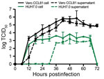 Thumbnail of Multistep growth curve for severe acute respiratory syndrome coronavirus 2 from patient with 2019 novel coronavirus disease, United States, 2020. Vero CCL81 (black) and HUH7.0 cells (green) were infected at a multiplicity of infection of 0.1, and cells (solid line) and supernatants (dashed line) were harvested and assayed for viral replication by using TCID50. Circles, Vero CCL81 cells; squares, Vero CCL81 supernatants; triangles, HUH7.0 cells; inverted triangles, HUH7.0 supernatant